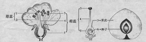 (6分)下图是花的结构和果实的结构及来源示意图.