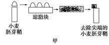 下图乙曲线中能正确表示琼脂块上放置的尖端数量(n)与小麦胚芽鞘弯曲