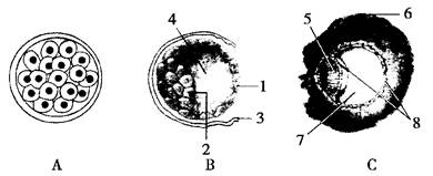 如图表示哺乳动物胚胎发育过程的几个阶段,请据图回答问题