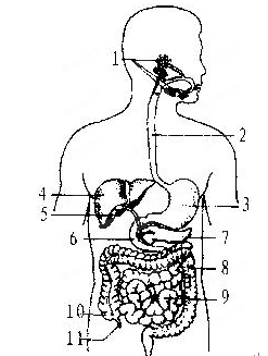 下图是人体消化系统模式图,依图回答下列问题.