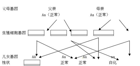 下图是人类白化病的遗传图解.