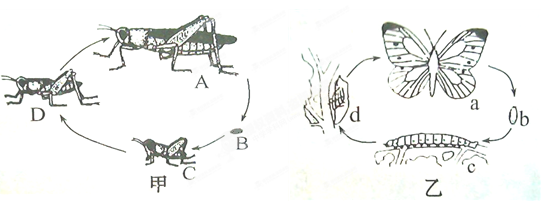下图是两种昆虫的发育过程,请据图回答问题(每空2分,共14分)