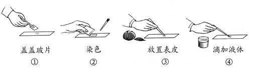 鳞片表示"冷冻豆角时装叶下图细胞临洋葱片"实验的,过表皮怎么制作图片