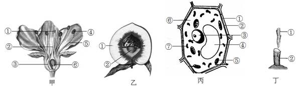 (1)桃子果实中常被人们食用的部位是由图甲中〔  〕发育而来的.
