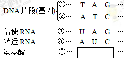(1)图中标出的碱基符号,包括了________种核苷酸.