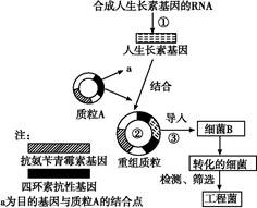 科学家将人的生长激素基因与某种细菌(不含抗生素抗性基因)的dna分子