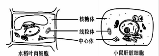 下列细胞亚显微结构示意图,正确的是
