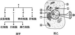 如图甲为人体的部分细胞分化示意图,图乙为人体细胞结构示意图.