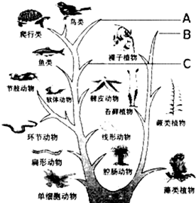 2013-2014学年江苏连云港灌云县伊芦中学初一下期第一次月考生物卷(带