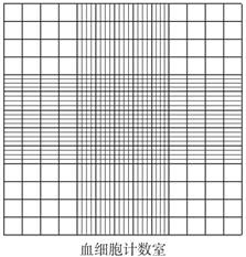 (2)细胞培养时,需使用血细胞计数板进行计数.