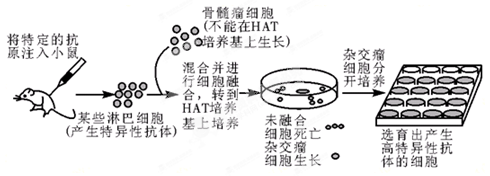 下图是单克隆抗体制备的流程图.