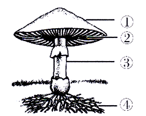 下图是蘑菇的结构示意图,其中能产生孢子的部位是 难度系数:0.