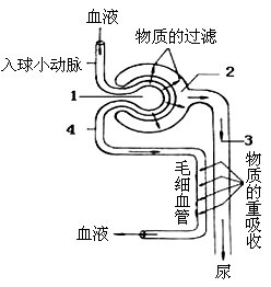 下图是尿液形成过程的示意图,请据图回答(7分)