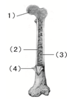 如图是长骨的解剖结构模式图,请据图回答.