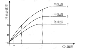 某植物净光合速率的变化趋势如图_真光合速率 净光合速率_某植物净光合速率的变化趋势如图