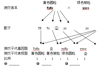 遗传的基本规律 基因的自由组合定律 孟德尔用纯种黄色圆粒豌豆和纯种