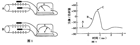 图1是测量神经纤维膜外电位的装置,图2是测得的膜电位变化.请回答