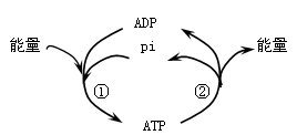 右图为细胞中atp与adp相互转化示意图,下列相关叙述正确的是