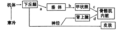 如图为人体内体温调节的示意图,有关叙述不正确的是