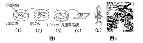 如图表示观察洋葱根尖分生组织细胞有丝分裂的步骤及结果,下列表述不