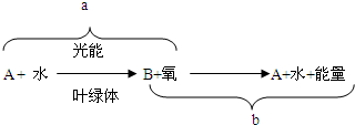 (5分)如图是有关光合作用,呼吸作用示意图,请据图回答