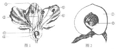 (10分)如图是桃花和桃子的结构示意图,请据图回答下列