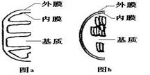 如图分别为两种细胞器的部分结构示意图,其中分析正确的是