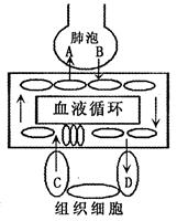 如图是人体内气体交换和运输示意图,请据图回答