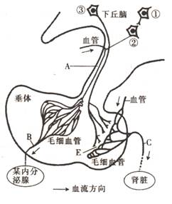 (10分)如图为下丘脑与垂体调节内分泌活动的示意图.请