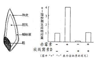 大麦种子结构如图所示.发芽时,胚乳内的α-淀粉酶含量