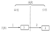 下图是淀粉在消化道内的消化,吸收过程图解,据图回答问题.