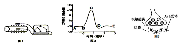 下图1是测量枪乌贼神经纤维膜内外电位的装置,图2是测