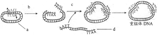 下面图中a,b,c,d代表的结构正确的是()a.a—质粒rnab.