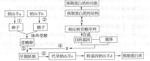 (11分)如图为制作奶山羊乳腺生物反应器生产某种蛋白质的流程图,请