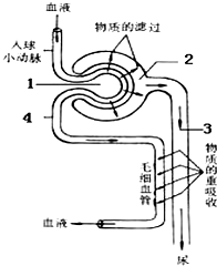 (10分)如图为肾单位中形成尿液的示意图,请根据图回答