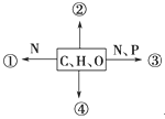 如图为不同化学元素组成的化合物示意图,以下说法不正确的是(  )