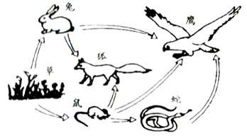 (2)该食物网中有条食物链.写出