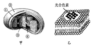 下图甲为叶绿体结构模式图,图乙是从图甲中取出的部分结构放大图.