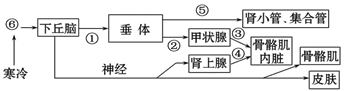 如图为人体体温与水平衡的调节示意图,①～⑤表示有关