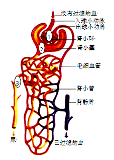 初中生物综合库 生物圈中的人 人体内的废物排入环境 看肾单位示意图