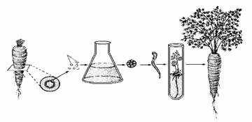 下图表示从胡萝卜根上取部分组织细胞经培养形成完整.