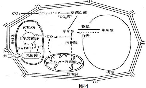 细胞呼吸 习题/试题/练习题/测试题及答案-高中生物-第983页-组卷网