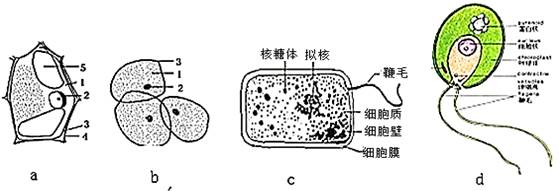 的洋葱鳞片叶的紫色表皮细胞,人口腔上皮细胞,大肠杆菌细胞和衣藻细胞