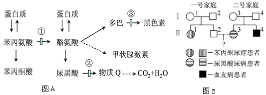 下图a所示为人体内苯丙氨酸与酪氨酸的代谢途径,图中的数字分别代表