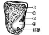 初中生物试卷 {{getgradename("2")}}  【题文】下图是玉米种子纵切