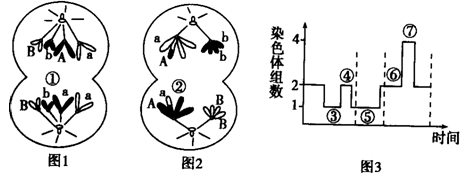 图3表示生殖发育中的染色体组数的变化曲线