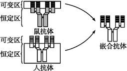 请据图回答先耸笄逗抗体人鼠嵌合抗体杂交瘤人鼠嵌合抗体形成过程