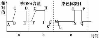 下图表示细胞分裂和受精作用过程中,核dna含量和染色体数目的变化,据