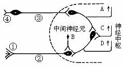 下图是反射弧的组成示意图(虚线内为神经中枢,请据图回答