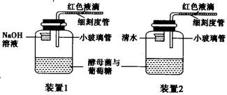 如图所示为探究酵母菌细胞呼吸类型的装置,下列现象中能说明酵母菌既